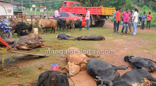 llegal cattle.